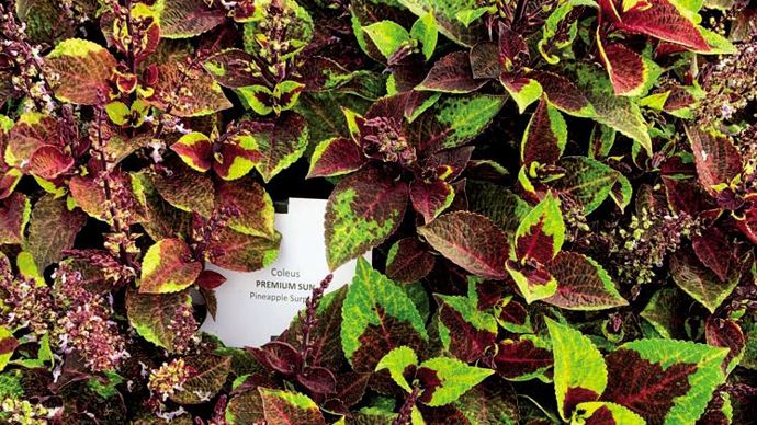Coleus ‘Premium Sun’ Pineapple Surprise ©P.Fayolle